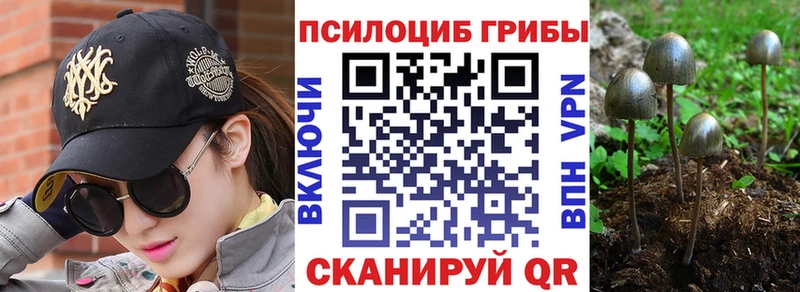 Купить закладки  Купино  Галлюциногенные грибы Psilocybe 